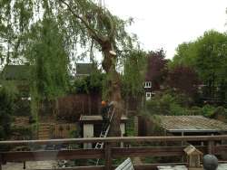 Bomen rooien in Almkerk